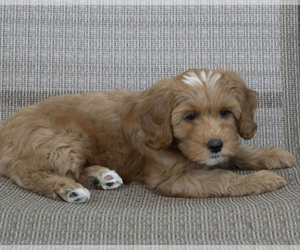 Medium Photo #1 Cavapoo (Miniature)-Goldendoodle Mix Puppy For Sale in SAINT MARYS, KS, USA