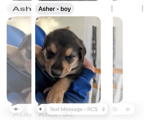 Medium Photo #2 Doberman Pinscher-Unknown Mix Puppy For Sale in MIDWAY, UT, USA