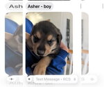 Small #1 Doberman Pinscher Mix