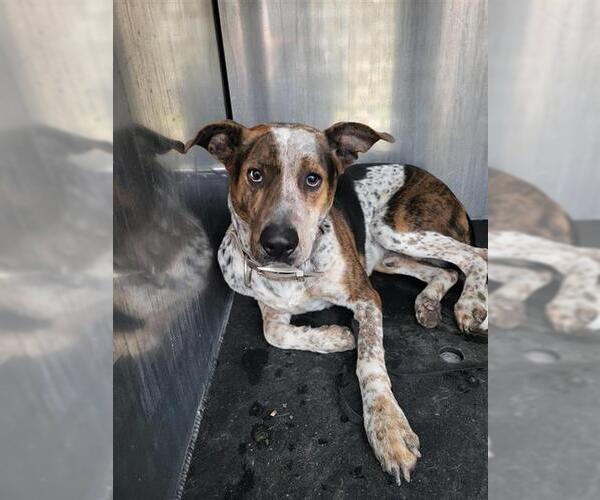 Medium Photo #1 American Staffordshire Terrier Puppy For Sale in San Antonio, TX, USA