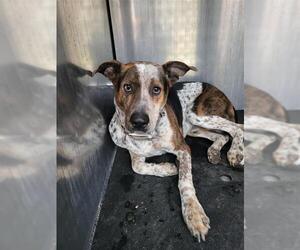 American Staffordshire Terrier Dogs for adoption in San Antonio, TX, USA