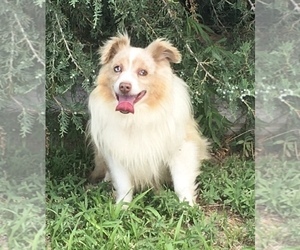 Miniature Australian Shepherd Puppy for sale in FORT MORGAN, CO, USA