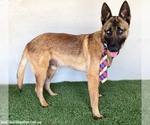Small #1 German Shepherd Dog Mix
