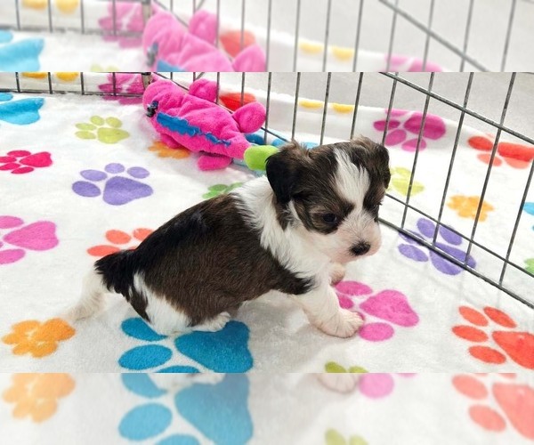 Medium Photo #12 Havashire Puppy For Sale in ORO VALLEY, AZ, USA