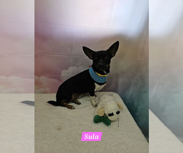 Medium Photo #1 Miniature Pinscher-Unknown Mix Puppy For Sale in Metairie, LA, USA