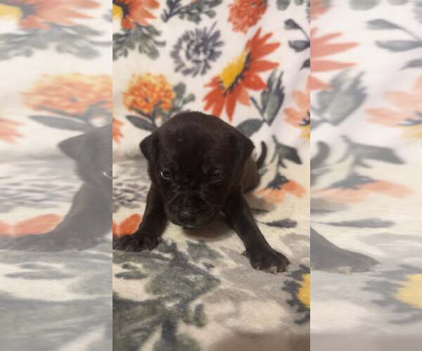 Medium Photo #3 Boxer-Unknown Mix Puppy For Sale in Holly Springs, NC, USA