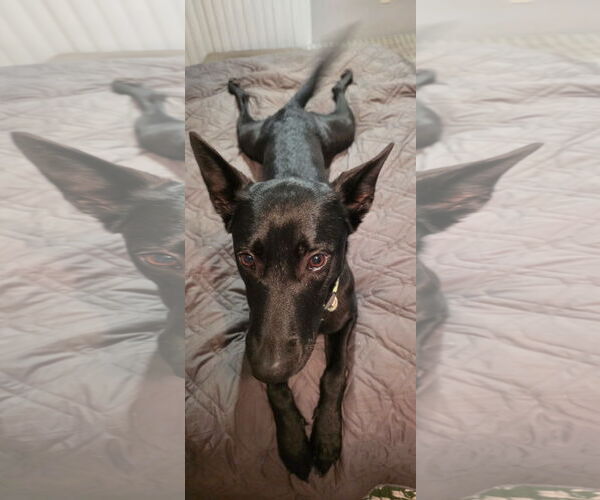 Medium Photo #2 Mutt Puppy For Sale in Stevens Point, WI, USA