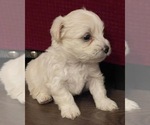 Small Photo #20 Maltipoo Puppy For Sale in BOCA RATON, FL, USA