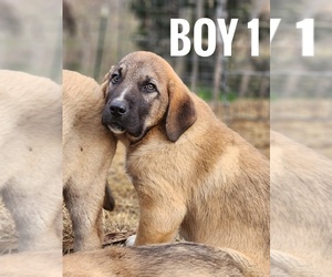 Central Asian Shepherd Dog-Kangal Dog Mix Puppy for sale in EIDSON, TN, USA