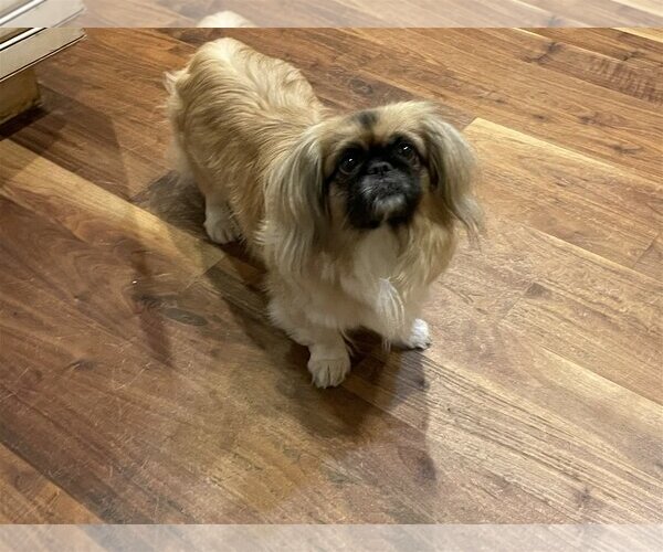 Medium Photo #5 Pekingese-Unknown Mix Puppy For Sale in Holly Springs, NC, USA