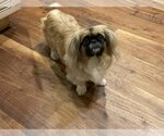 Small Photo #5 Pekingese-Unknown Mix Puppy For Sale in Holly Springs, NC, USA
