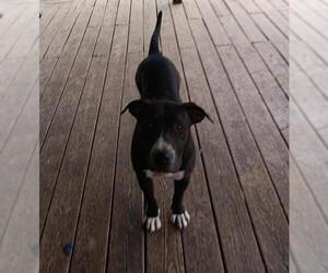 American Staffordshire Terrier-Unknown Mix Dogs for adoption in San Antonio, TX, USA
