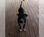 Small American Staffordshire Terrier Mix