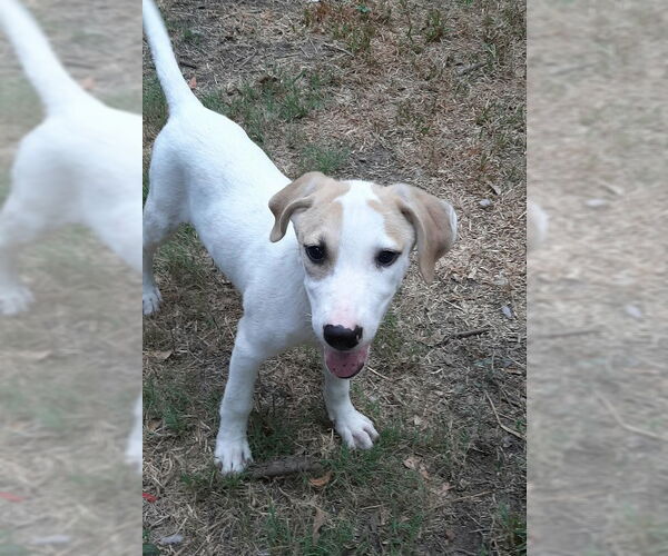 Medium Photo #3 Labrador Retriever-Unknown Mix Puppy For Sale in Missouri City, TX, USA