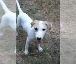 Small #2 Labrador Retriever Mix