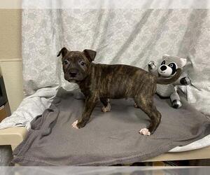 American Pit Bull Terrier-Unknown Mix Dogs for adoption in Modesto, CA, USA
