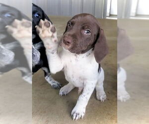 German Shorthaired Pointer-Unknown Mix Dogs for adoption in Estherville, IA, USA