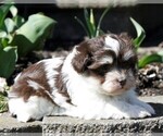 Small #2 Havanese