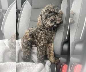 Poodle (Toy) Dogs for adoption in Allentown,, PA, USA