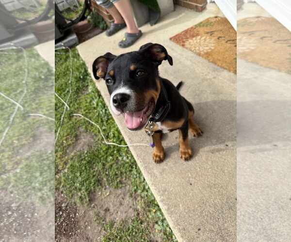 Medium Photo #1 American Pit Bull Terrier-Unknown Mix Puppy For Sale in Wilmington, NC, USA