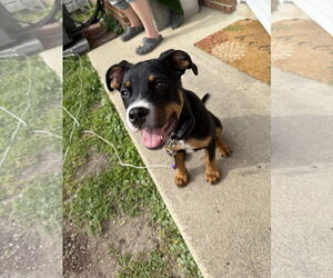 American Pit Bull Terrier-Unknown Mix Dogs for adoption in Wilmington, NC, USA
