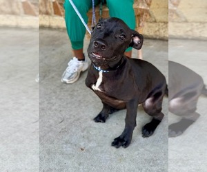 Baron Von Bark - Male American Pit Bull Terrier-Unknown Mix Dog for Adoption - Photo #3