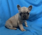 Small #2 French Bulldog