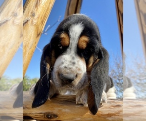 Basset Hound Puppy for sale in SCOTTSBLUFF, NE, USA