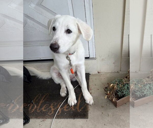 Medium Photo #5 Great Pyrenees-Unknown Mix Puppy For Sale in Grafton, WI, USA