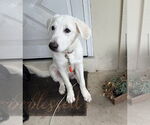 Small #4 Great Pyrenees Mix