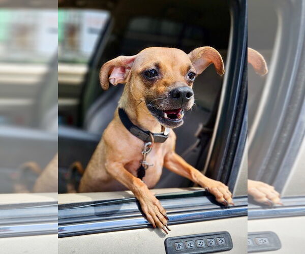 Medium Photo #2 Chihuahua-Unknown Mix Puppy For Sale in Newport Beach, CA, USA