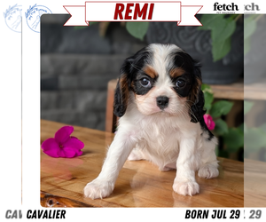 Medium Cavalier King Charles Spaniel