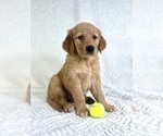 Small Photo #10 Golden Retriever Puppy For Sale in GREENFIELD, IN, USA