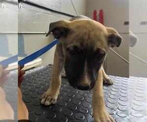 American Pit Bull Terrier Dogs for adoption in Camarillo, CA, USA