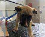 Small American Pit Bull Terrier