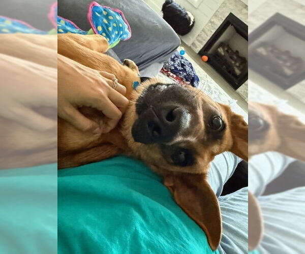 Medium Photo #4 German Shepherd Dog Puppy For Sale in La Grange , NC, USA