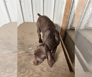 German Shorthaired Pointer Puppy for sale in WARSAW, NC, USA