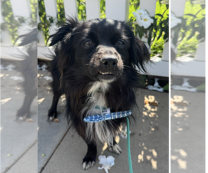 Papillon-Spaniel Mix Dogs for adoption in Newport Beach, CA, USA