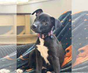 Blossom - Female Mutt Dog for Adoption - Photo #2
