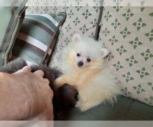 Pomeranian Puppy for sale in DINWIDDIE, VA, USA