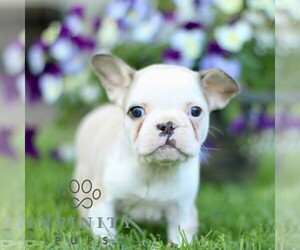 French Bulldog Puppy for sale in RONKS, PA, USA