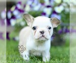Small French Bulldog