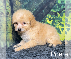 Poodle (Toy) Puppy for sale in AZLE, TX, USA