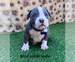 Small #19 American Bully