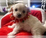 Small Photo #3 Pom-A-Poo Puppy For Sale in ORLANDO, FL, USA