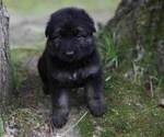 Small #29 German Shepherd Dog