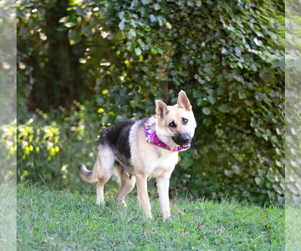 Medium Photo #5 German Shepherd Dog Puppy For Sale in Unionville, PA, USA