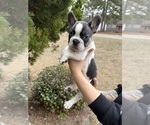 Small #1 French Bulldog