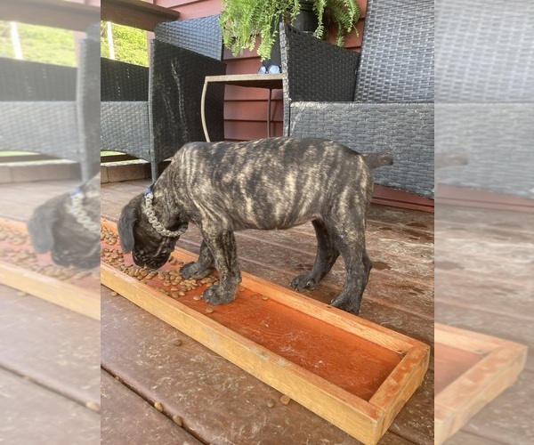 Medium Photo #21 Cane Corso Puppy For Sale in HERRIN, IL, USA