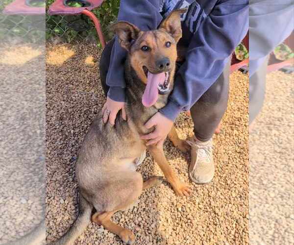 Medium Photo #5 German Shepherd Dog-Unknown Mix Puppy For Sale in Anniston, AL, USA